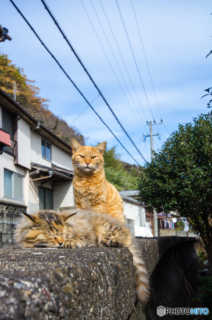 ちょっと寒いけど、お昼寝日和