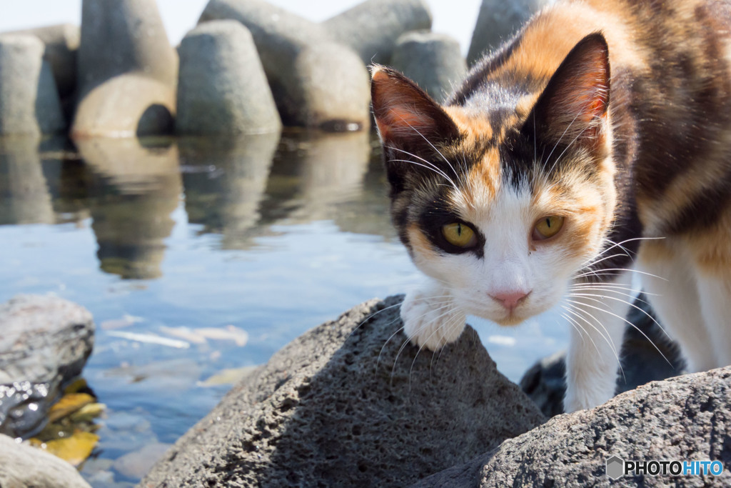 ミーさん、海辺を探検していました