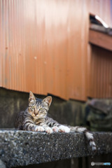 おはよう