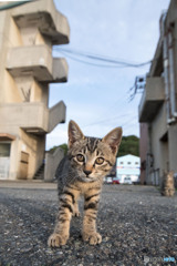 おじさん、何持ってるのかニャ？