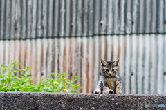 小さいボク