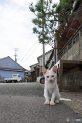 ハジメマシテの白おチビさん