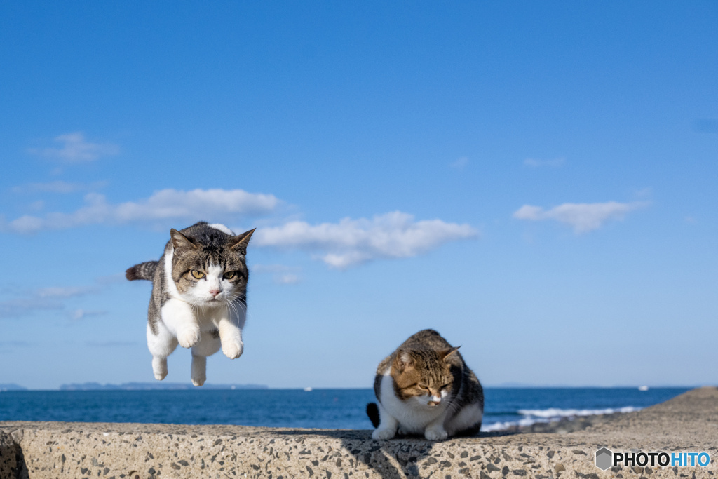 かわいくピョン！