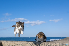 かわいくピョン！