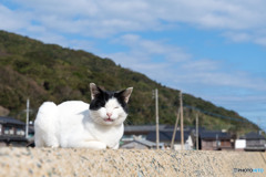 丸くて優しげで。癒し系のはっちゃん。