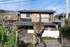 塀の上からヘイ～～