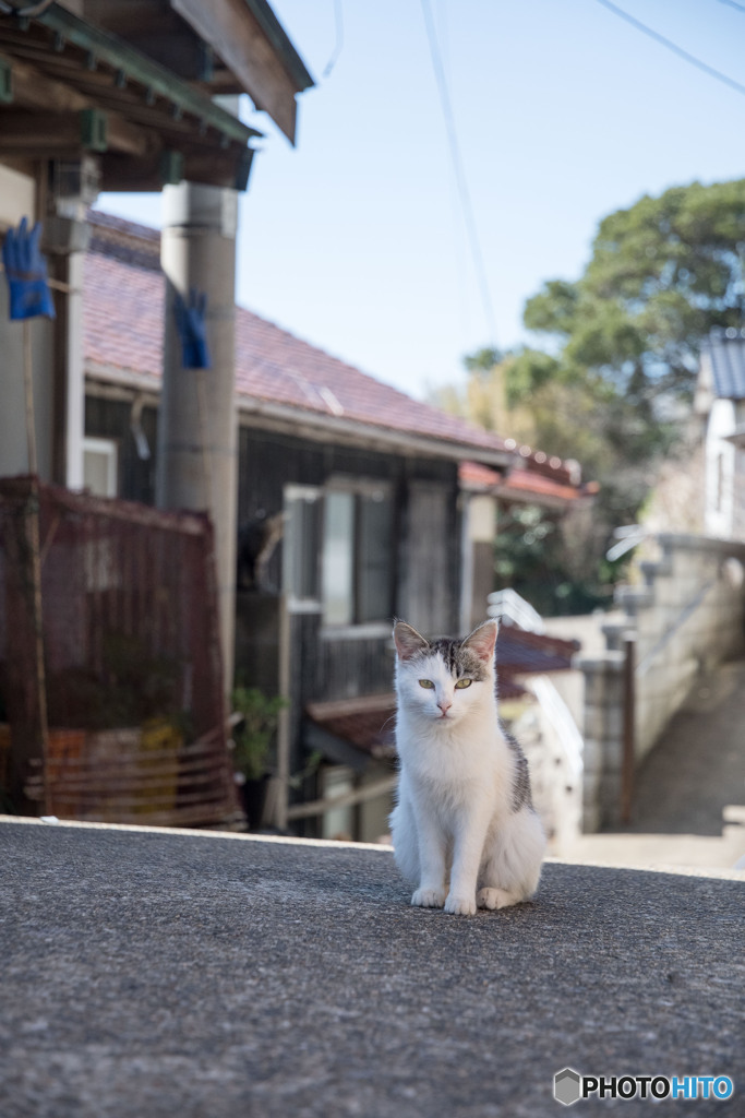 坂の上のおチビさん