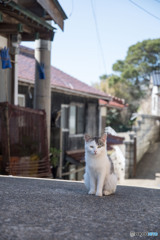 坂の上のおチビさん