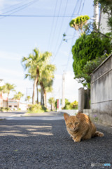 アチーニャストリートの見張り番