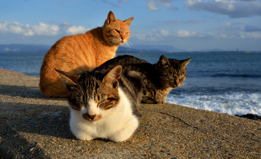 夕日を浴びて