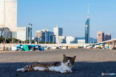 フクオカシティニャン（1）