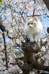 決まってるかニャ