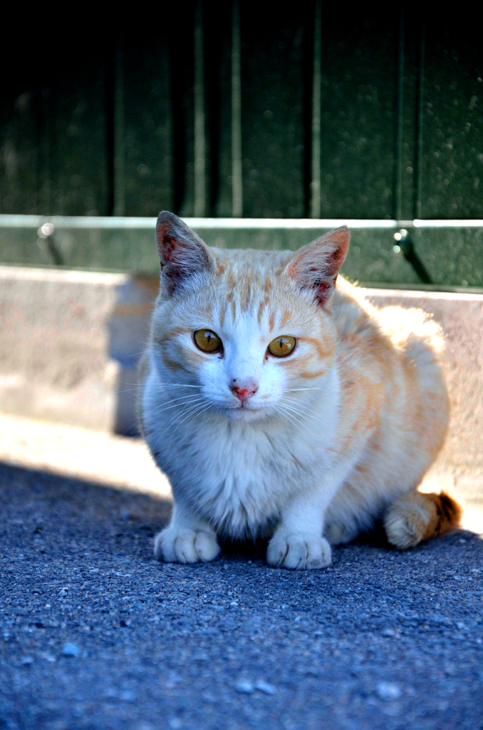 ウスチャイロくん