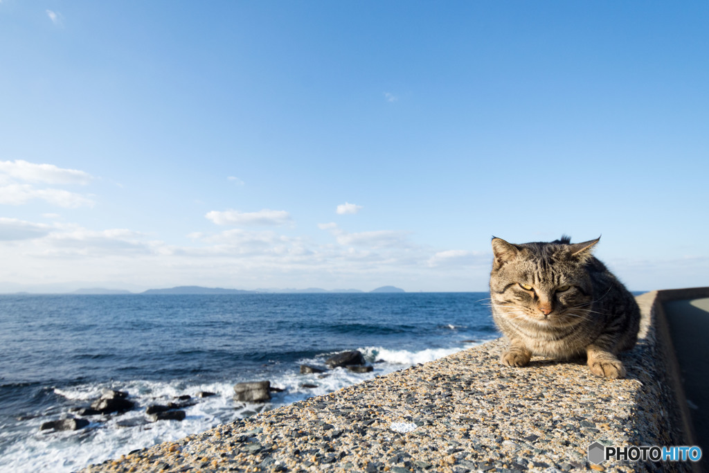 風が吹くと寒いのねん。早く撮ってニャン。