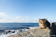 風が吹くと寒いのねん。早く撮ってニャン。