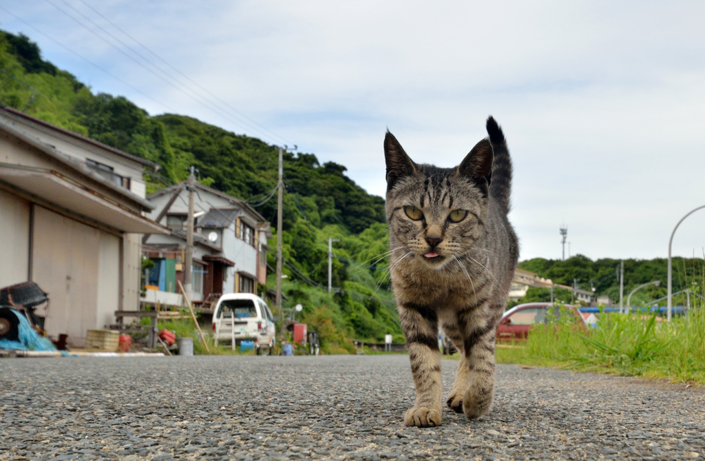 ニャン次郎さん、お出迎えしてくれる