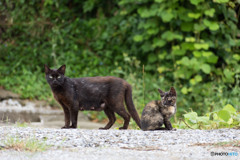 クロ母ちゃんと子供たち（3）