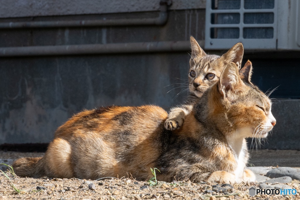 母ちゃんにひしっ