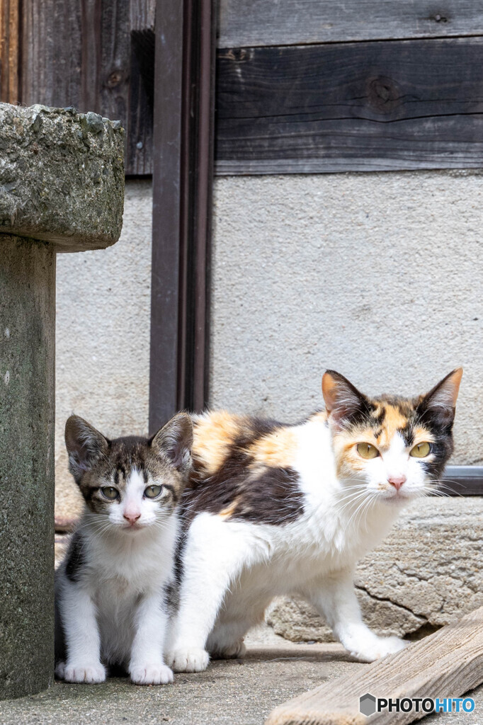 お母ちゃんと