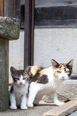 お母ちゃんと