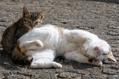 お父ちゃん、○○玉見えてるかも