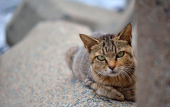 島の兄さん、やっぱりいいね