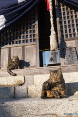 おみくじもあるよ