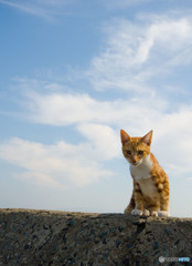 青空の下で...くねッと