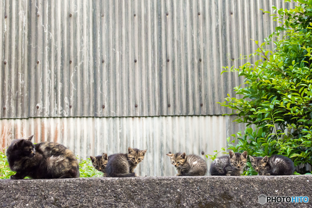サビ母ちゃんとファイブニャンズ