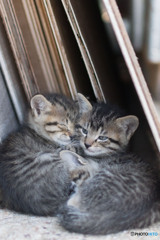 眠たいニャ～～