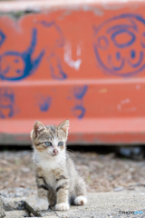 かわいいヤツ