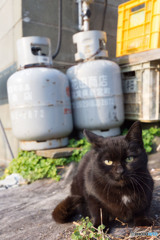 賢い黒おチビさん