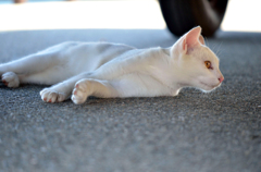 横向きシロちゃん