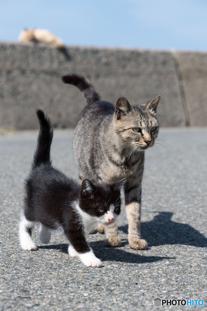 おはよう、チビはっちゃん（4）