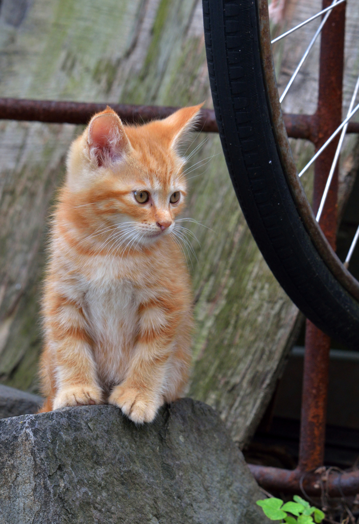 小さいネコさん、何かを見つめる