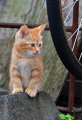 小さいネコさん、何かを見つめる