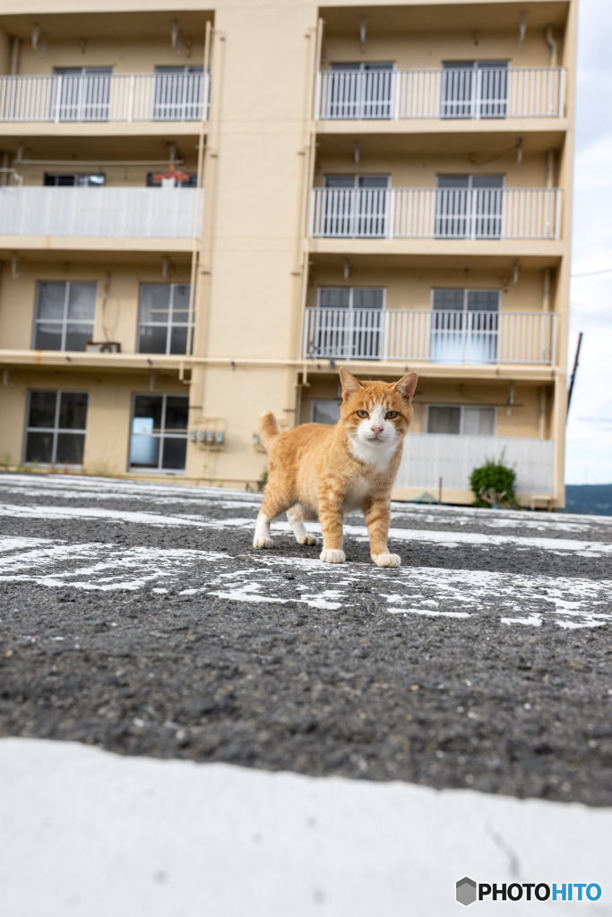 横断歩道を渡ろう