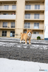 横断歩道を渡ろう 横断歩道を渡ろう