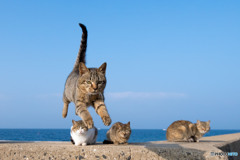 ふわっと、ひらっと。