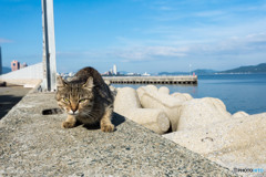 激しい彼女。なめたらいかんですよ。
