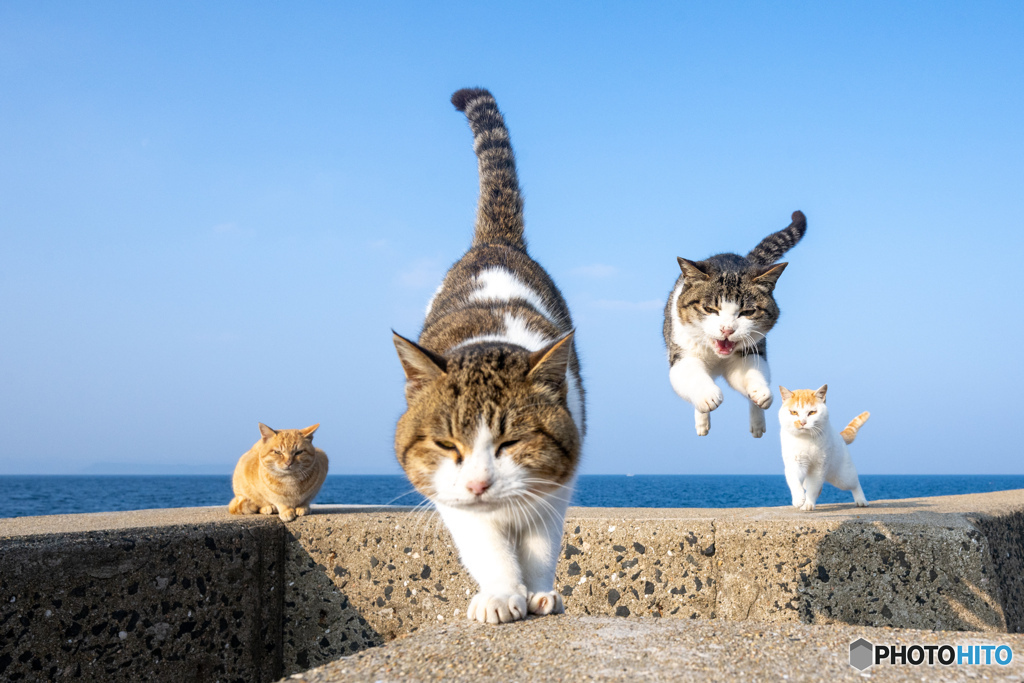 追われるネコと追うネコと見守るネコ