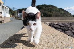 ちょっと待つニャ
