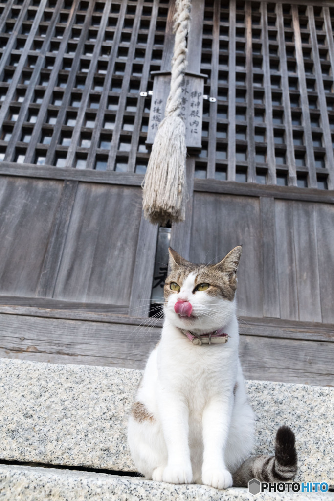 神社のネコさん（1）