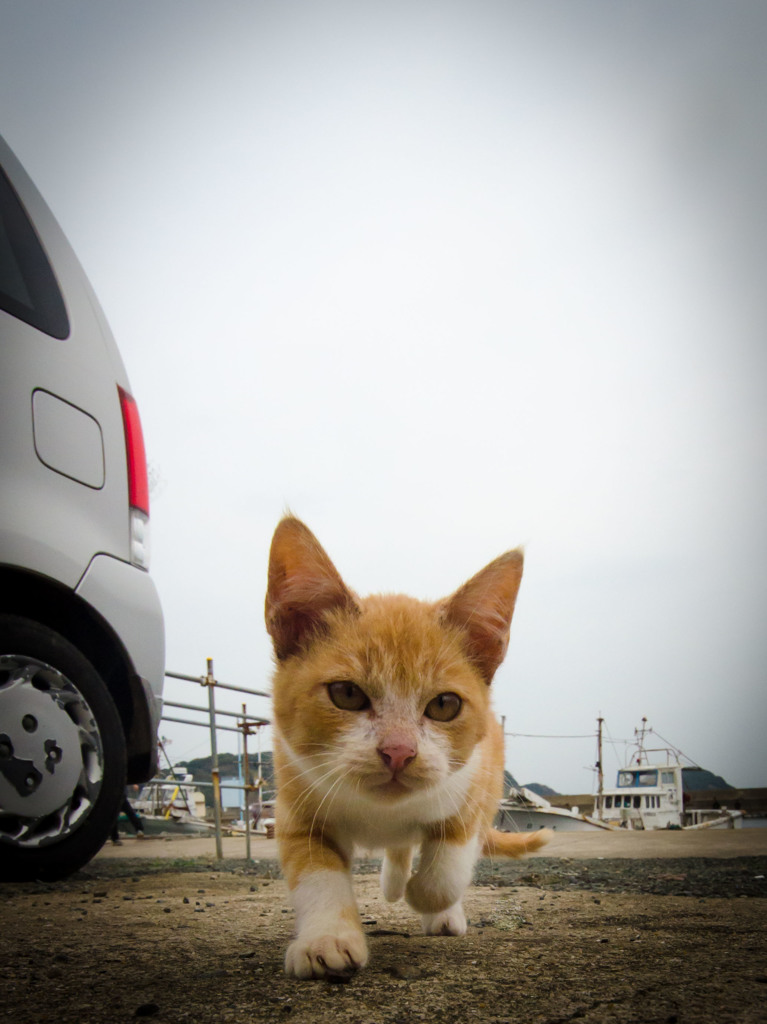 駆けるおチビさん