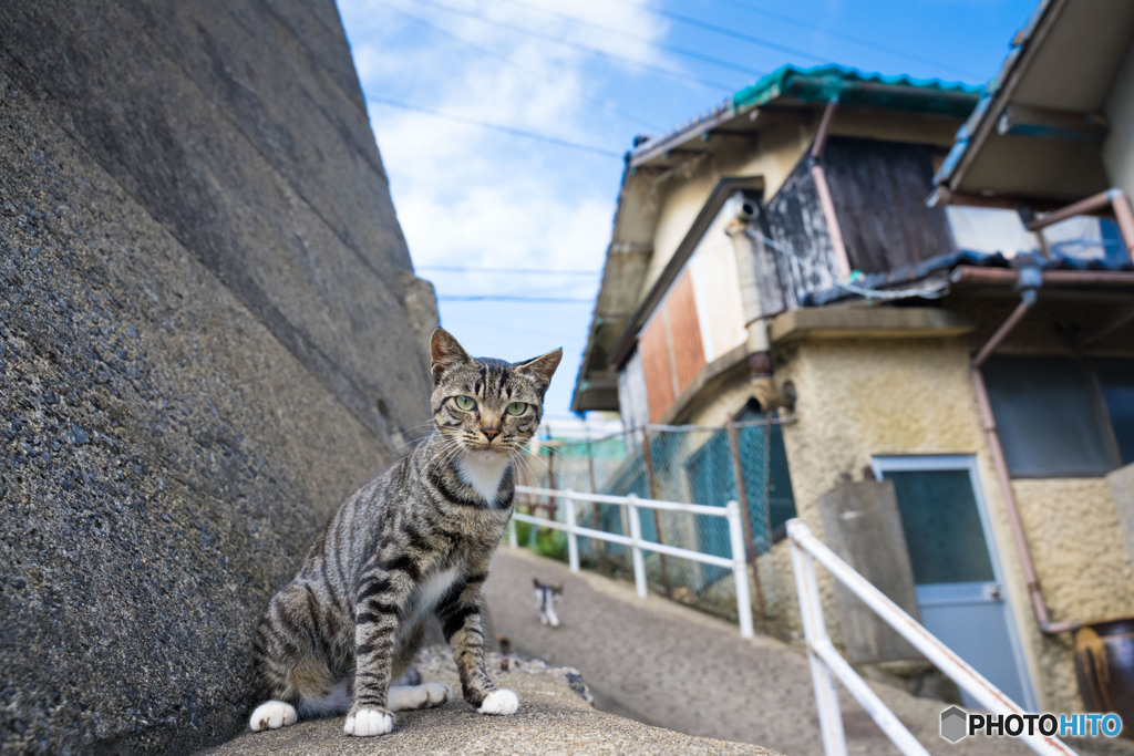 カメラのおじさん、また来てニャ～