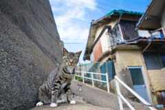 カメラのおじさん、また来てニャ～