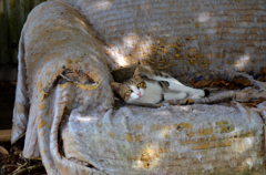 オンザソファー