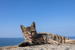 海辺のすてきネコさん（3）