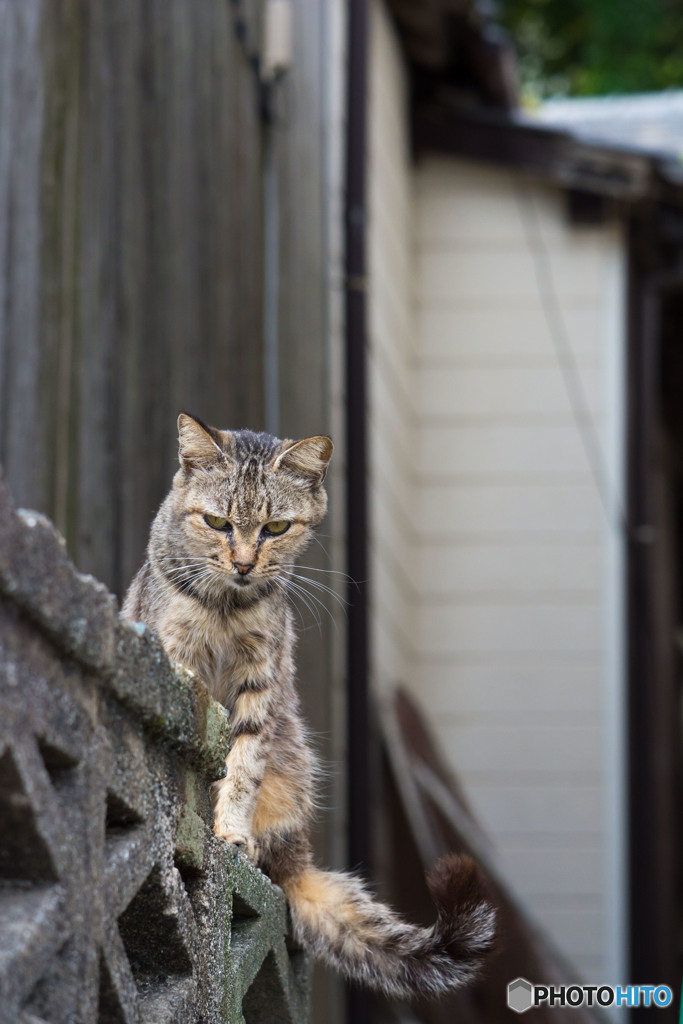 塀の上のネコさん