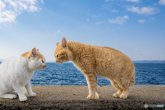 俺の話を聞け